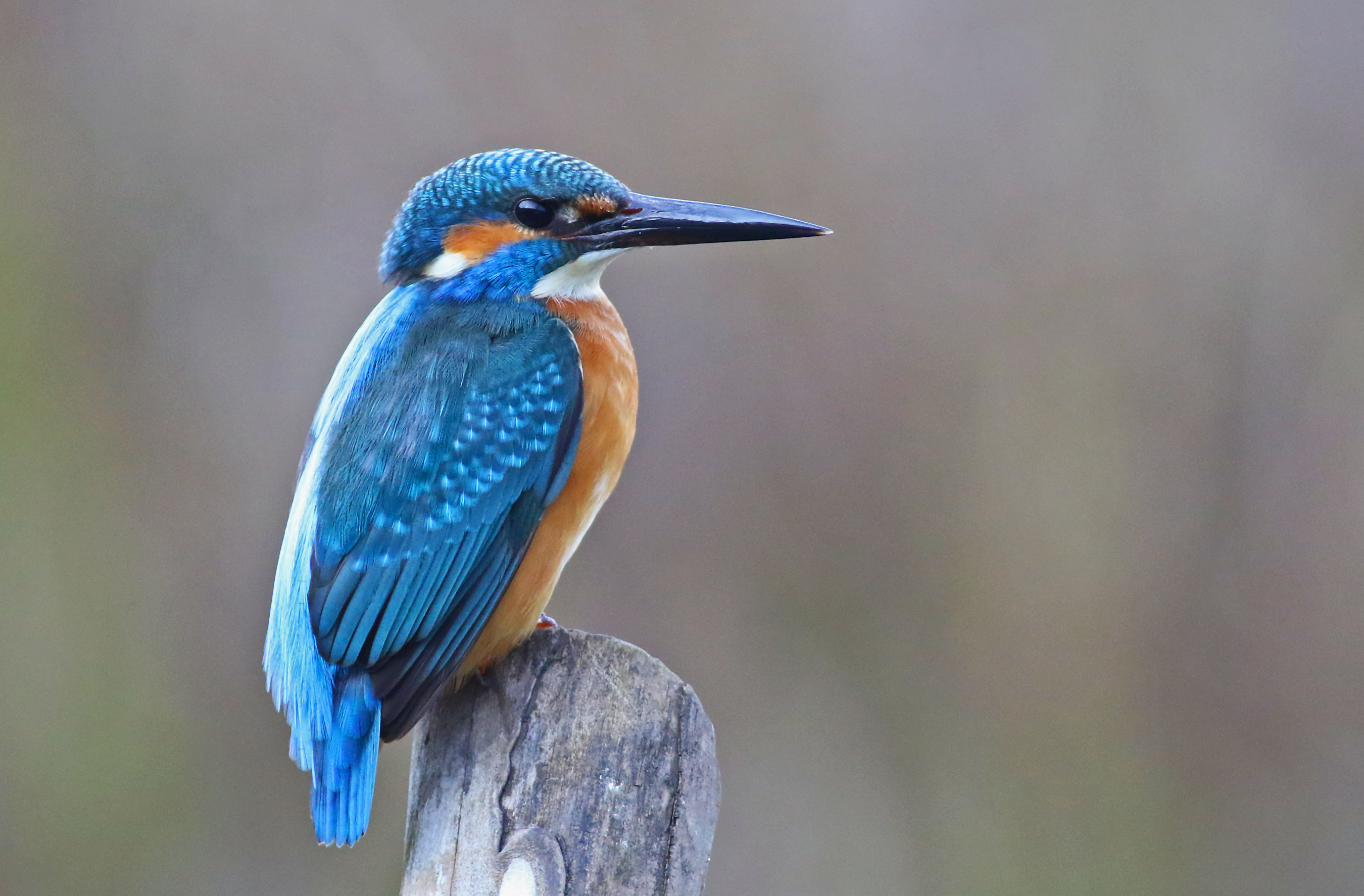 Common Kingfisher